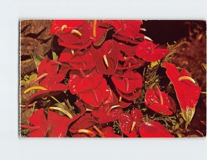 Postcard Anthurium (Anthurium andraeanum)