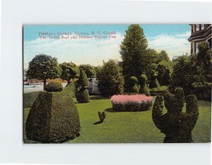 Postcard The Teddy Bear and Monkey Puzzle Tree Pendrays Gardens Victoria Canada