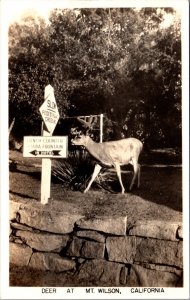 Real Photo Postcard Deer at Mount Wilson, California