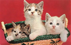 Three Kitty's / Kittens in a Basket Postcard 2R3-519 