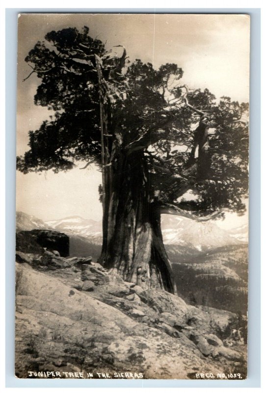 c1910 RPPC Sierras Juniper Tree Yosemite Valley CA Lake Tahoe  Postcard P128E