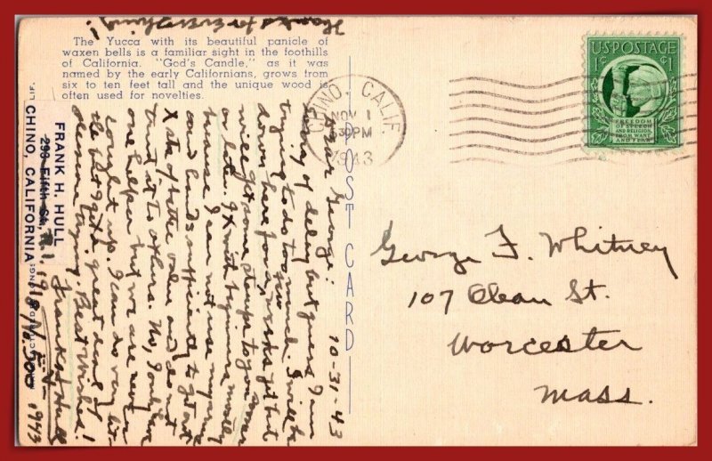 California - Yucca In Bloom - [CA-885]