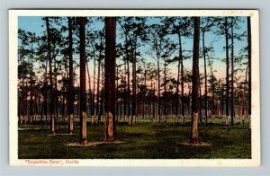 Terpentine Farm FL- Florida, Outside Forest View, Sunrise Trees Vintage Postcard