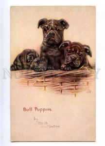 188015 Bull dog Puppies Bulldog by WATSON Vintage TUCK #8638