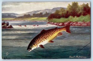 England Postcard Trout The First Leap British Fish c1910 Oilette Tuck Art