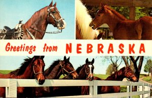 Greetings From Nebraska With Horses Split View