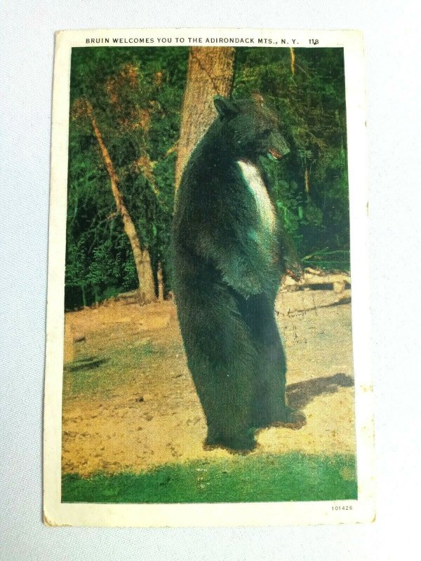 Vintage Postcard Bruin Bear Welcomes You to the Adirondack Mts NY Posted 1934