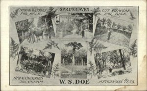 Springhaven W.S. Doe Livery Strawberries - Georgia or Wallingford PA? Postcard