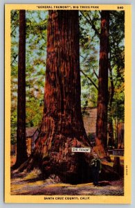 Vintage California Postcard - General Fremont - Big Trees Park - Santa Cruz