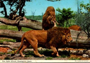 Lions Parc Safari Africain Hemmingford Quebec Canada