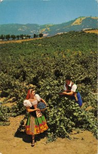 Asti Sonoma County California 1960 Postcard Italian Swiss Colony Winery Vineyard