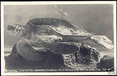 Marineland Flordia, Grumpy the TURTLE TORTOISE 50s RPPC