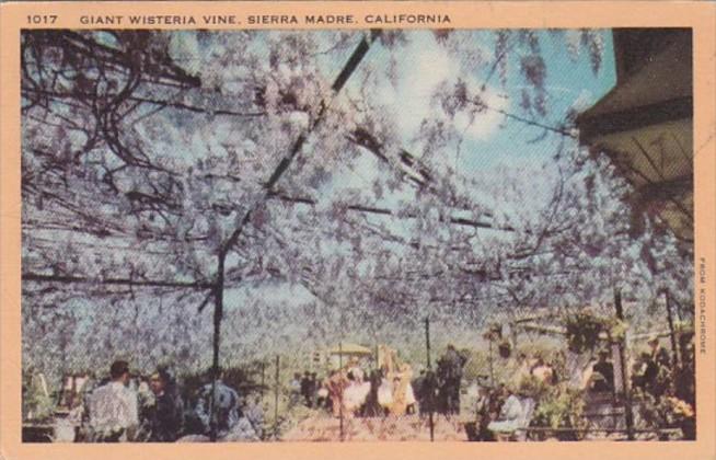 California Sierra Madre Giant Wisteria Vine  1945