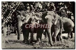 Postcard Old Elephant Wild elephants just Captured Ceylon