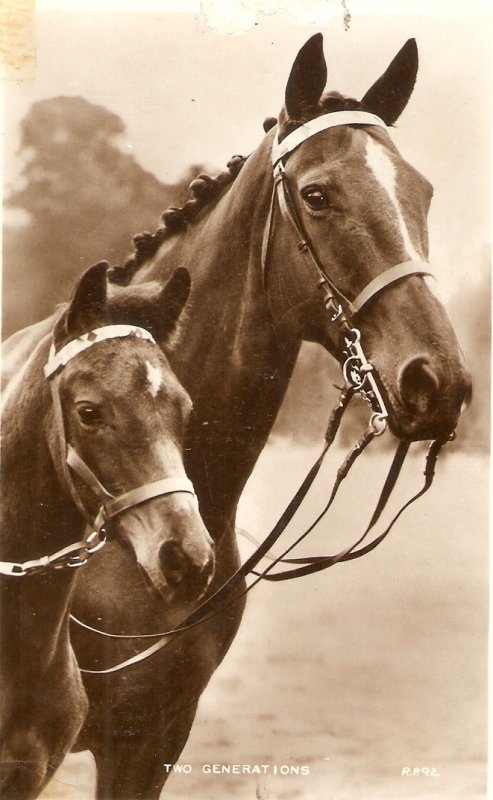 Two Horses. The Generations  Old vintage Valentine's postcard