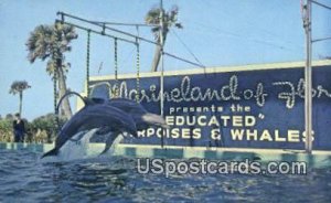 Porpoises - Marineland, Florida FL  