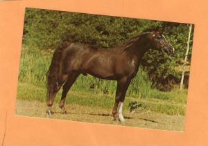 *Nariadni Arabian Stallion Horse Champion 1970s Postcard Vintage