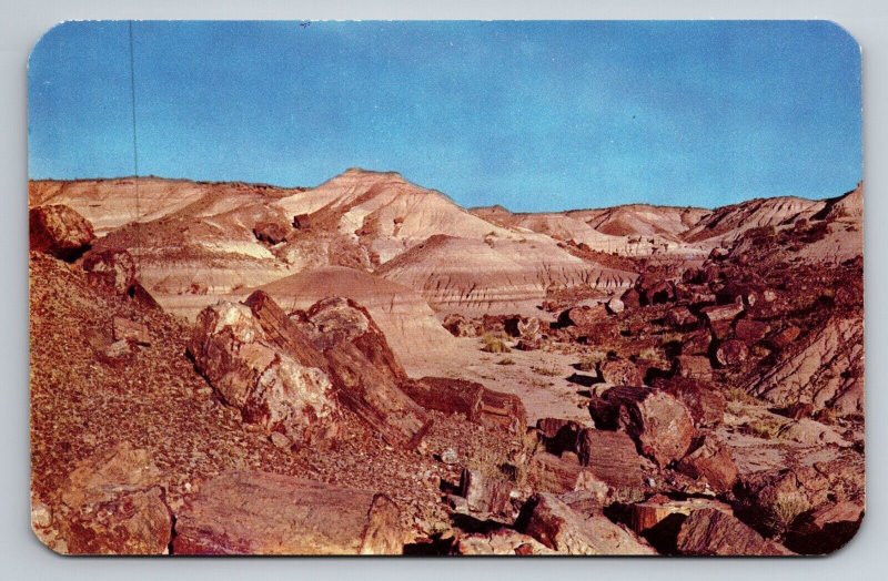 Petrified Forest Scene In Northern Arizona Vintage Unposted Postcard