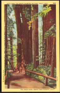 CA SANTA CRUZ COUNTY Path Thru the Grove Natural Graft Big Trees Park - LINEN