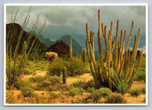 Organ Pipe Cactus National Monument Southern Arizona Vintage Unposted Postcard