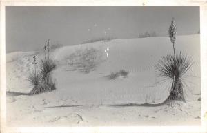 B16/ White Sands Dunes Michigan Mi Real Photo RPPC Postcard Plants c40s   2