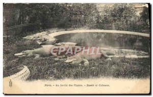 Old Postcard Paris Garden plants Basin and caimans