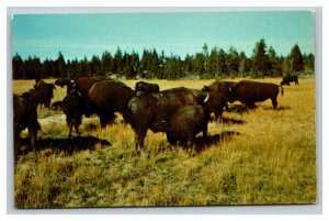 Vintage 1960's Postcard Buffalo Herd Grazing Yellowstone National Park Wyoming