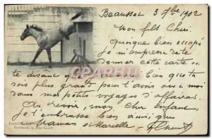 Old Postcard Horse Riding Equestrian