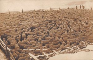 Montana Custer County Sheep Ranch Real Photo Vintage Postcard AA43060