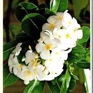 c1980s Honolulu, HI Hawaiian Plumeria Flower Close-Up Photo Framing Print PC M16