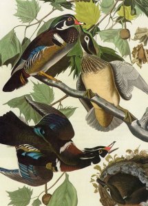 John James Audubon Birds Print Wood Duck Book Plate 206