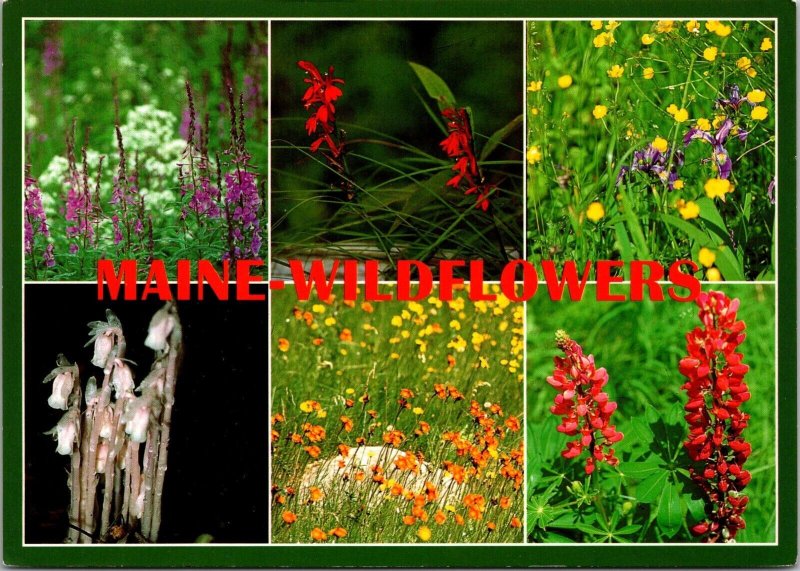 Maine Wildflowers Postcard PC103