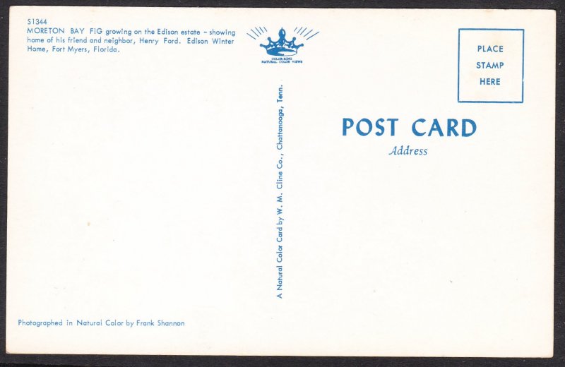 FL - Ft Meyers - Edison estate - Moreton Bay Fig Tree