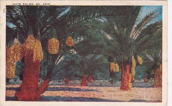 Arizona Phoenix Date Palms South 1940