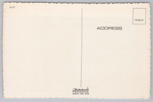 State View~Oaks & Spanish Moss Over Florida Bay~Continental Postcard