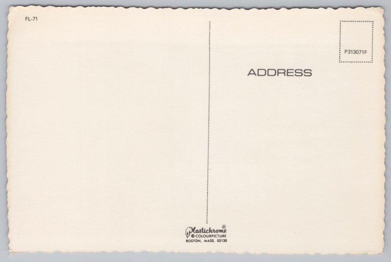 State View~Oaks & Spanish Moss Over Florida Bay~Continental Postcard