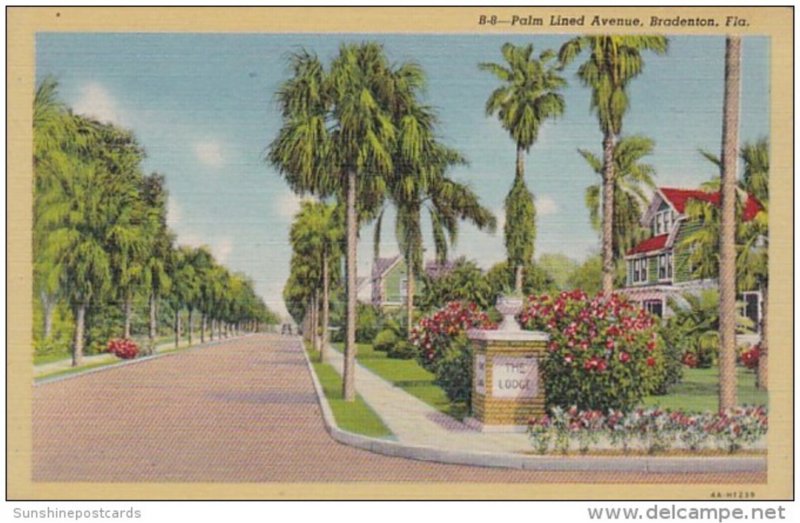 Florida Bradenton Typical Palm Lined Avenue Curteich