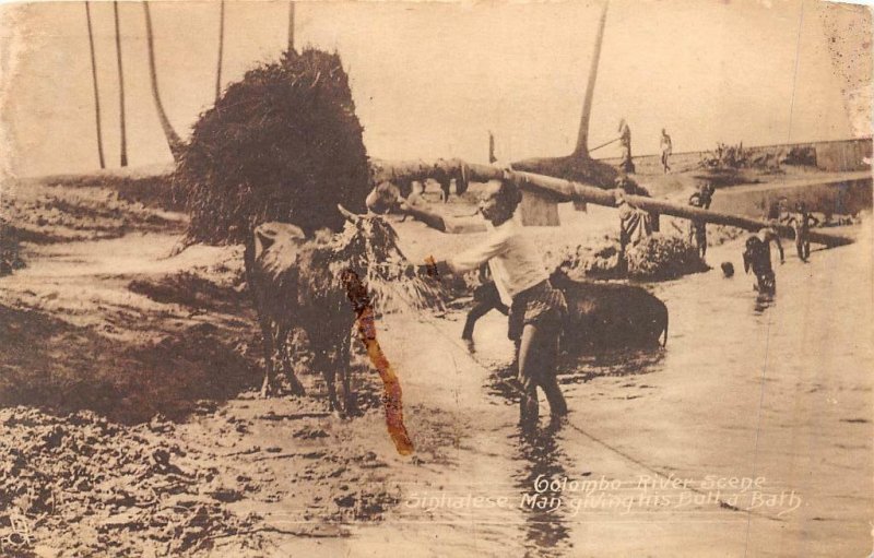 CEYLON COLOMBO RIVER SINGHALESE MAN GIVING HIS BULL A BATH TUCK'S POSTCARD c1910