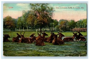 1916 Deer In Forest Park St. Louis Missouri MO, Godfrey Illinois IL Postcard