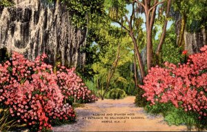 Alabama Mobile Azaleas and Spanish Moss At Entance To Bellingrath Gardens