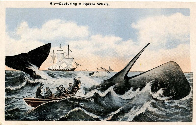 Capturing a Sperm Whale