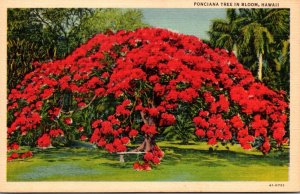Hawaii Poinciana Tree In Bloom Curteich