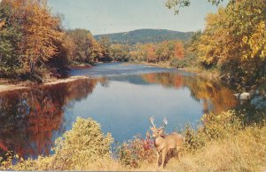 Ausable River NY, Adirondacks, New York - Deer along River from Highway 86