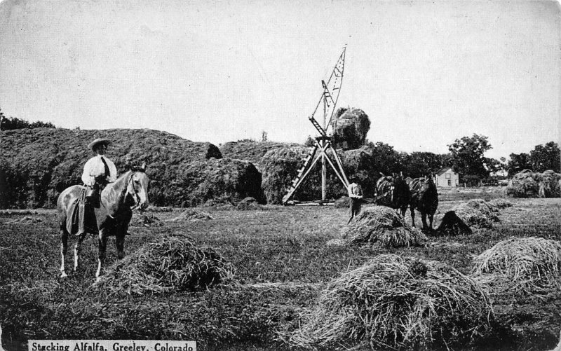 Stacking Alfalfa Hay Field Farming Greeley Colorado 1910c postcard