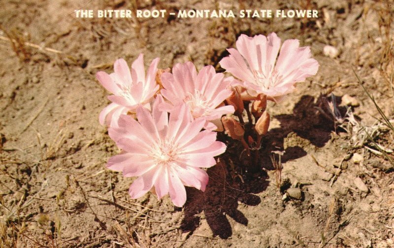 Vintage Postcard The Bitter Root Montana State Flower Bright Beautiful Flower