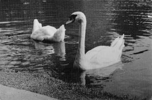 B98749 swan cygne  real photo  animaux animals