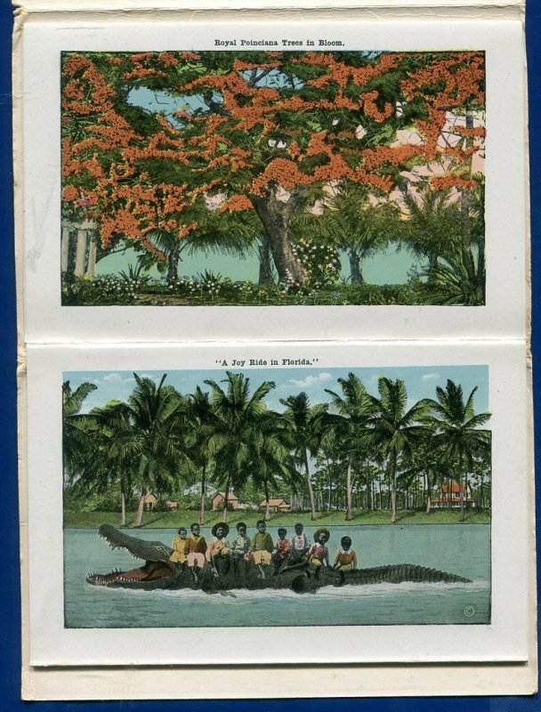 Beautiful Florida fl Tarpon Fishing Alligators Hammerhead Shark postcard folder