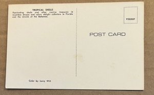 POSTCARD - UNUSED - FLORIDA SEASHELLS