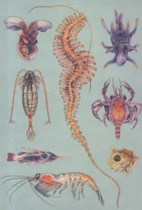 Rare Sea Crab Worm Butterfly Larvae Antarctic Ocean Krill Postcard