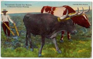 Mexican Farmer Plowing - Oxen